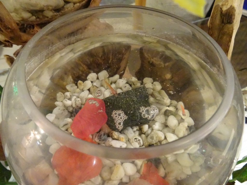 Vivere Hotel & Resorts | Jacuzzi-Bereich